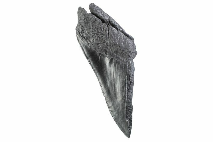 Partial Fossil Megalodon Tooth - Serrated edge #332343
